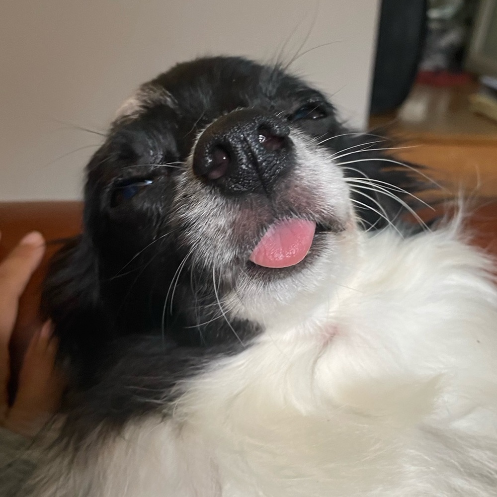 Meet your Posher, Monica